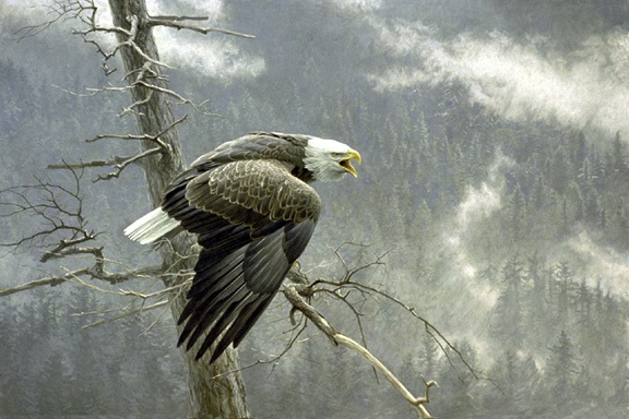 robert-bateman-art-eagle